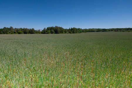 View of a green wheat field in late May Ukraine highway and elevator in the background perspectiveの写真素材