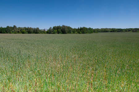 view of a green wheat field in late May Ukraine highway and elevator in the background perspectiveの写真素材