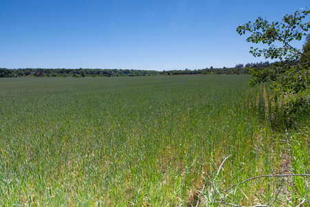 view of a green wheat field in late May Ukraine highway and elevator in the background perspectiveの写真素材