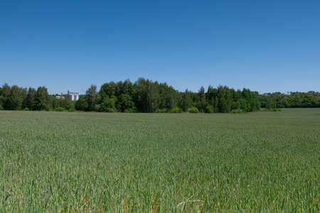 view of a green wheat field in late May Ukraine highway and elevator in the background perspectiveの写真素材