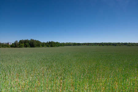 view of a green wheat field in late May Ukraine highway and elevator in the background perspectiveの写真素材