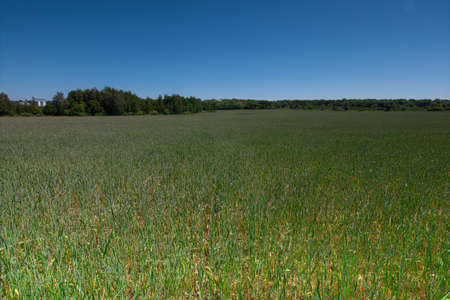 view of a green wheat field in late May Ukraine highway and elevator in the background perspectiveの写真素材