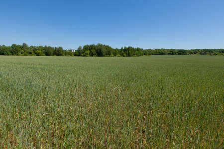 view of a green wheat field in late May Ukraine highway and elevator in the background perspectiveの写真素材