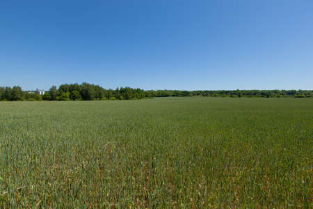 view of a green wheat field in late May Ukraine highway and elevator in the background perspectiveの写真素材