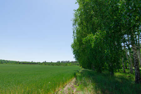 foreground leaves of a birch wheat field backgroundの写真素材