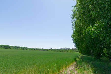 foreground leaves of a birch wheat field backgroundの写真素材