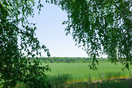 foreground leaves of a birch wheat field backgroundの写真素材