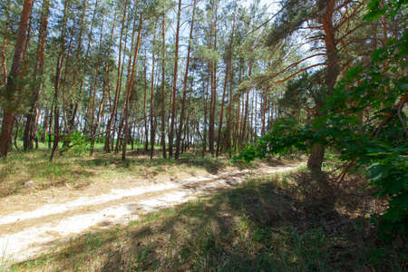 sandy path in the coniferous forest on a bright summer sunny dayの写真素材