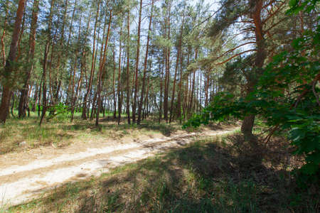 sandy path in the coniferous forest on a bright summer sunny dayの写真素材