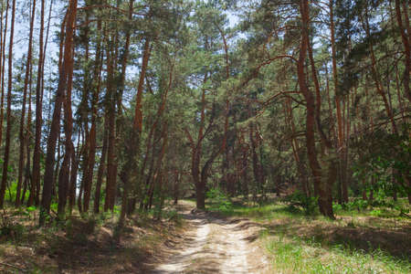 sandy path in the coniferous forest on a bright summer sunny dayの写真素材
