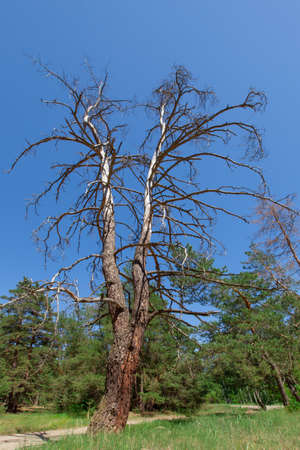 tall dry tree in a forest at the edge of the forest surrounded by a coniferous forestの写真素材