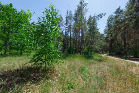 young birch on the foreground on the edge of a coniferous forest sand trail in the backgroundの写真素材