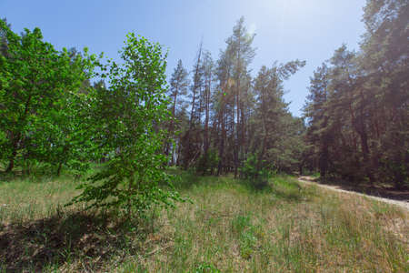 young birch on the foreground on the edge of a coniferous forest sand trail in the backgroundの写真素材