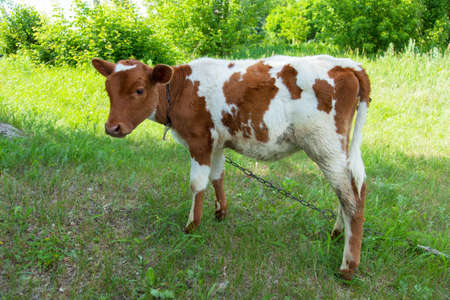 A young cow in a natural environment on a chain is tied up grazing on green grass on a bright sunny dayの写真素材
