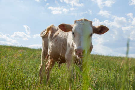 Young goby in the natural environment on a chain tied to a grass on a bright sunny day in a backlightの写真素材