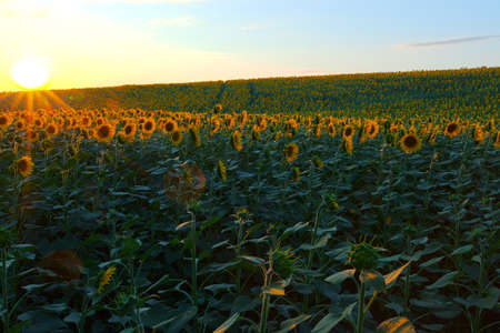 Endless sunflower field on the background of blue skyの写真素材