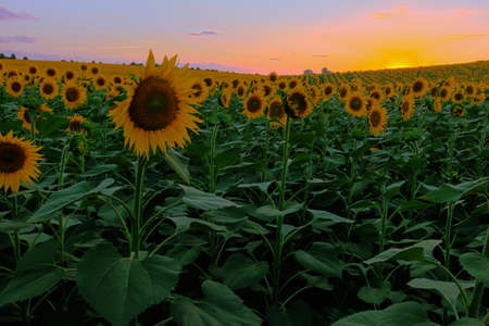 Endless sunflower field on the background of blue skyの写真素材