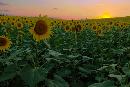 Endless sunflower field on the background of blue skyの写真素材