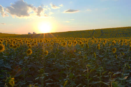 Endless sunflower field on the background of blue skyの写真素材