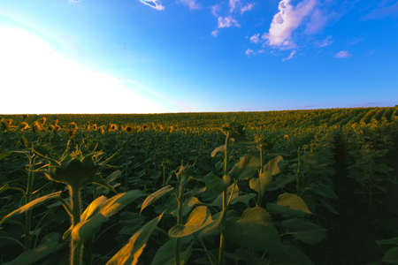 Endless sunflower field on the background of blue skyの写真素材