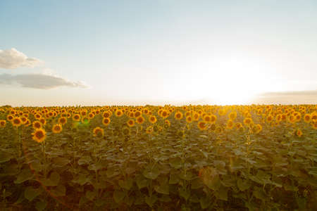 Endless sunflower field on the background of blue skyの写真素材
