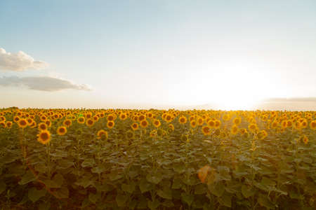 Endless sunflower field on the background of blue skyの写真素材