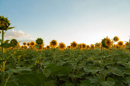 Endless sunflower field on the background of blue skyの写真素材