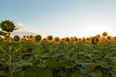 Endless sunflower field on the background of blue skyの写真素材