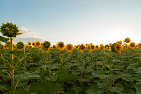 Endless sunflower field on the background of blue skyの写真素材