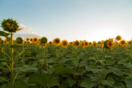 Endless sunflower field on the background of blue skyの写真素材