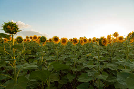 Endless sunflower field on the background of blue skyの写真素材