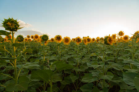 Endless sunflower field on the background of blue skyの写真素材