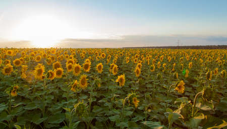 Endless sunflower field on the background of blue skyの写真素材