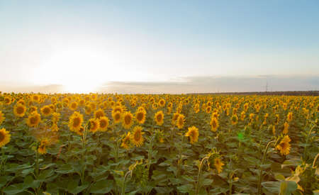Endless sunflower field on the background of blue skyの写真素材