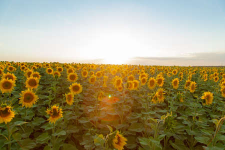 Endless sunflower field on the background of blue skyの写真素材