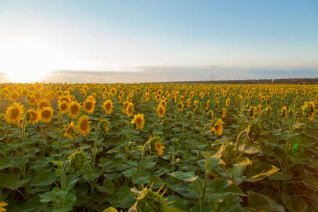 Endless sunflower field on the background of blue skyの写真素材
