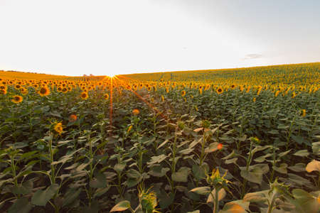 Endless sunflower field on the background of blue skyの写真素材