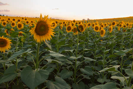 Endless sunflower field on the background of blue skyの写真素材