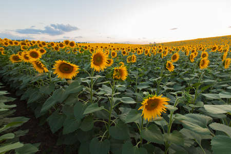 Endless sunflower field on the background of blue skyの写真素材