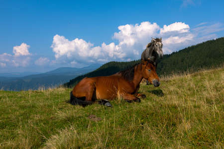 horses grazing in the mountains against the blue sky and white cloudsの写真素材