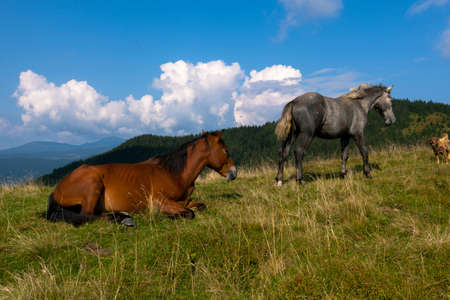 horses grazing in the mountains against the blue sky and white cloudsの写真素材