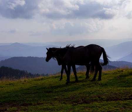 horses grazing in the mountains against the blue sky and white cloudsの写真素材