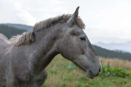 horses grazing in the mountains against the blue sky and white cloudsの写真素材