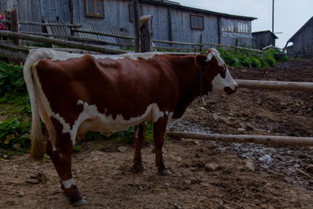 cow on a farm in the mountains before milking after grazingの写真素材
