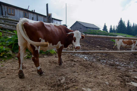 cow on a farm in the mountains before milking after grazingの写真素材