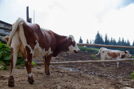 cow on a farm in the mountains before milking after grazingの写真素材