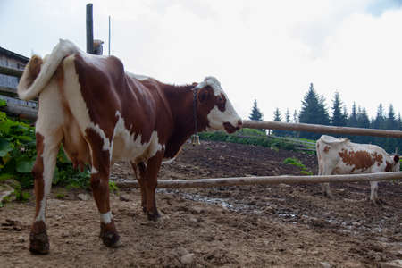 cow on a farm in the mountains before milking after grazingの写真素材
