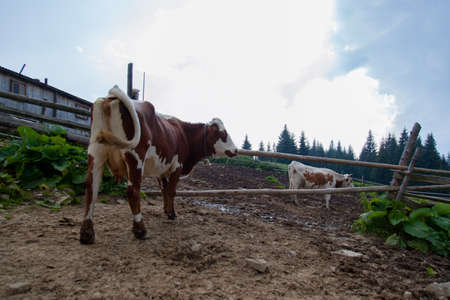 cow on a farm in the mountains before milking after grazingの写真素材