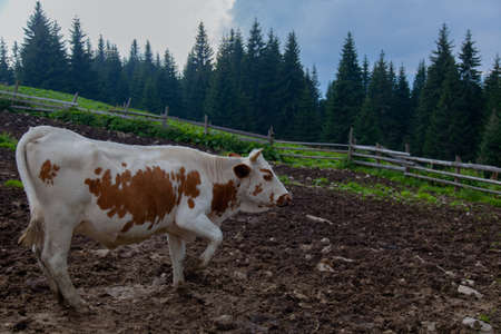 cow on a farm in the mountains before milking after grazingの写真素材