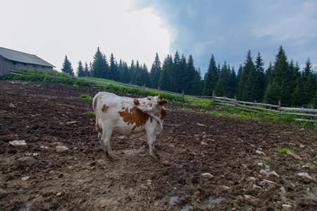 cow on a farm in the mountains before milking after grazingの写真素材